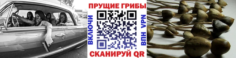 дарк нет официальный сайт  hydra как войти  Вышний Волочёк  Галлюциногенные грибы Psilocybine cubensis 